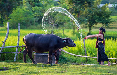 Asian farmer and buffalo in rice field, asian woman loves and showers his buffalo in thailand