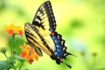 Close-up of butterfly pollinating on flower