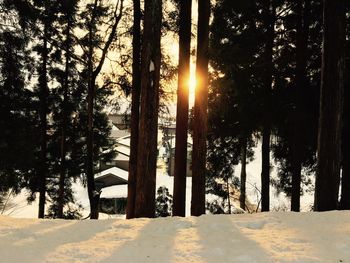 Trees on landscape against sky at sunset