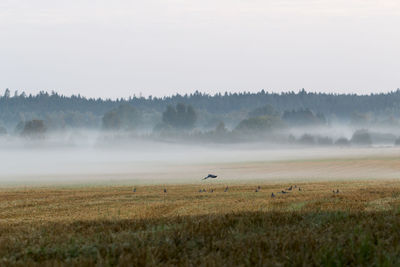 Scenic view of field against sky