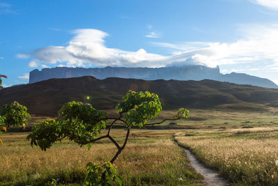 Scenic view of agricultural field against sky