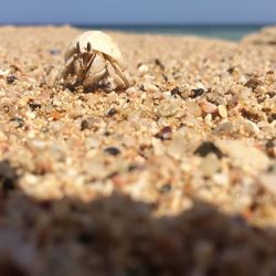 Close-up of crab on sand at beach