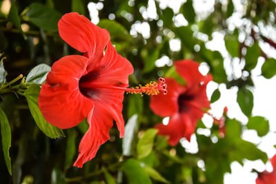 Close-up of red hibiscus flower