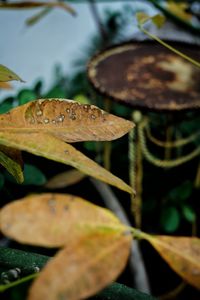 Close-up of leaf in water