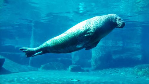 Side view of sea lion underwater