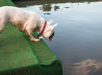 High angle view of dog on water