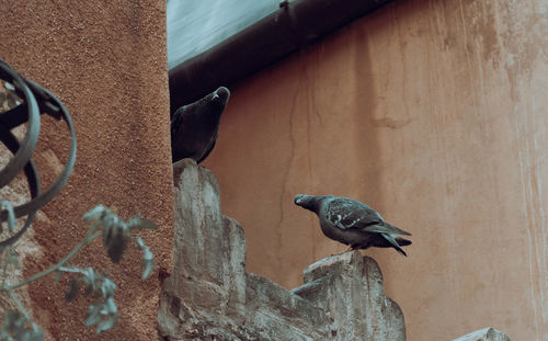 Close-up of bird perching on wall