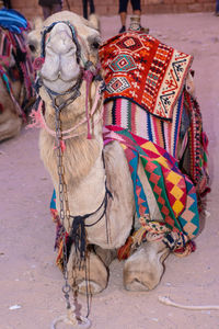 Close-up of a horse