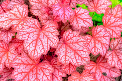 Full frame shot of pink flowers