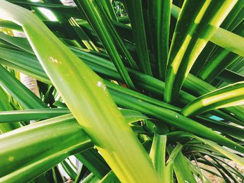 High angle view of bamboo plants