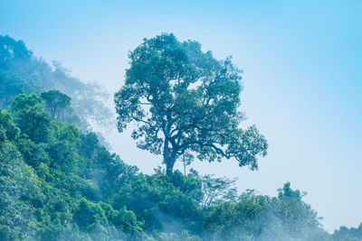 Low angle view of trees against clear blue sky