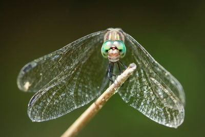 Close-up of butterfly on leaf