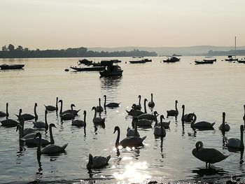 Ducks in a sea