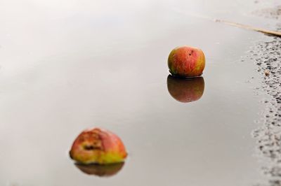 High angle view of apples in water