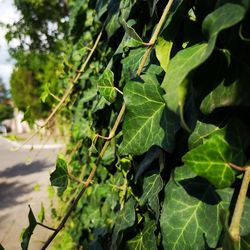 Close-up of fresh green leaves