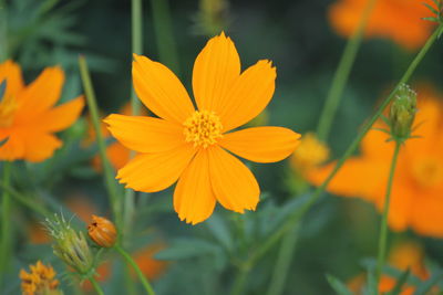 Close-up of orange flowering plant
