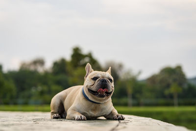 Portrait of a dog looking away