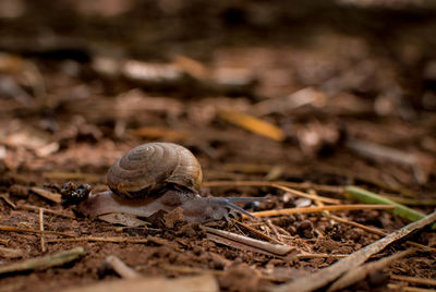 Close-up of snail on land