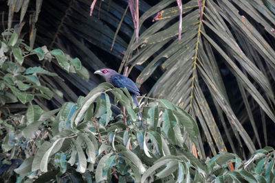 Close-up of bird perching on plant