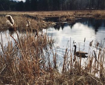 View of ducks swimming in lake