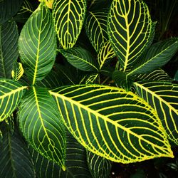 Close-up of green leaves