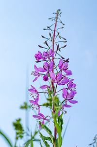 Low angle view of bougainvillea blooming against clear sky