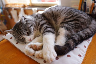 Close-up of cat sleeping