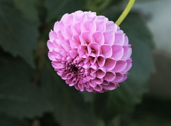 Close-up of pink dahlia flower