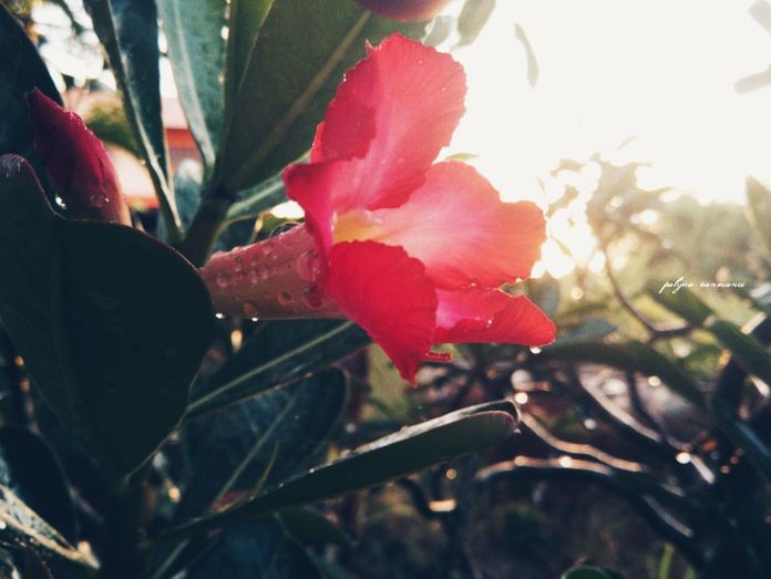 CLOSE-UP OF RED FLOWER BLOOMING OUTDOORS