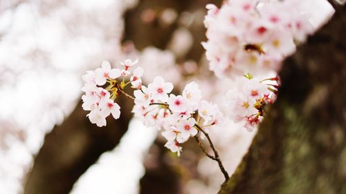 Close-up of pink cherry blossom