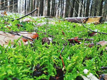 Plants growing in yard