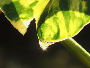 Close-up of green plant