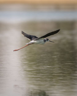 Bird flying over lake