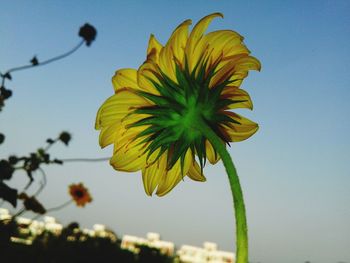 Low angle view of yellow flowers blooming against sky