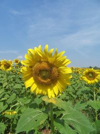 Close-up of sunflower against sky