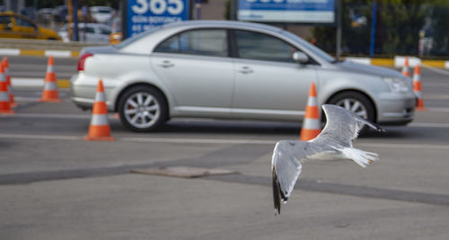 View of seagull on road