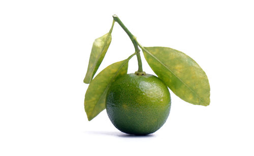 Close-up of fruit against white background