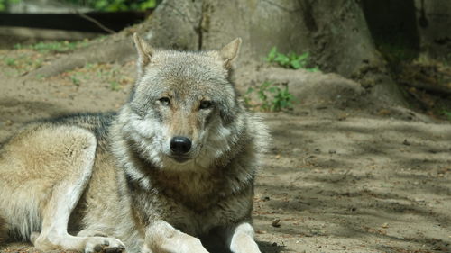 Close-up of wolf on field