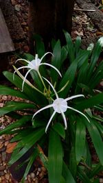 Close-up of plant