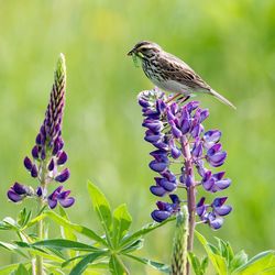 Bird with worm in beak perching on purple flower during sunny day