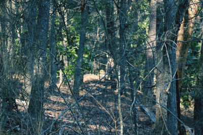 Trees in forest