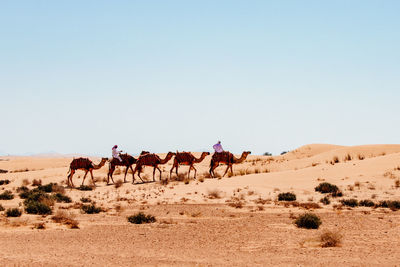 Horses in a desert