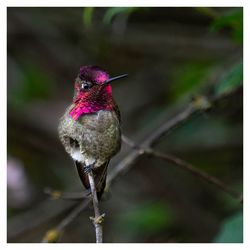 Close-up of a bird perching on branch