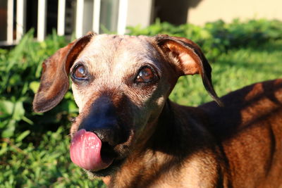 Close-up portrait of dog