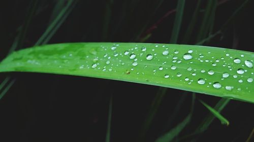 Close-up of wet grass