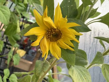 Close-up of yellow flowering plant