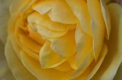 Full frame shot of yellow flower