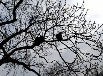 Low angle view of bird perching on tree against sky