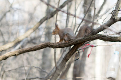 Low angle view of monkey on tree branch