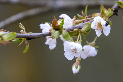 Close-up of cherry blossom